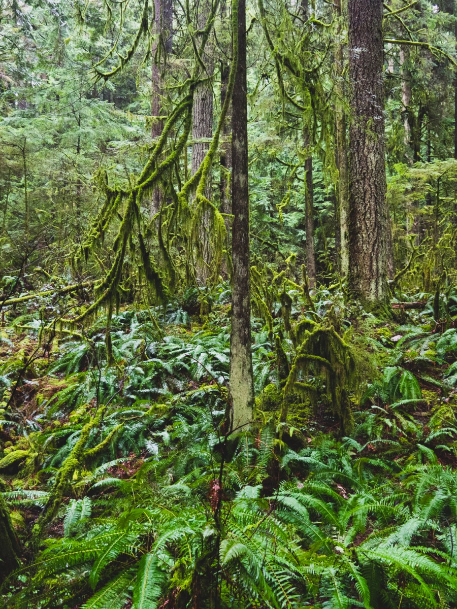 Une échappée à Lynn Valley